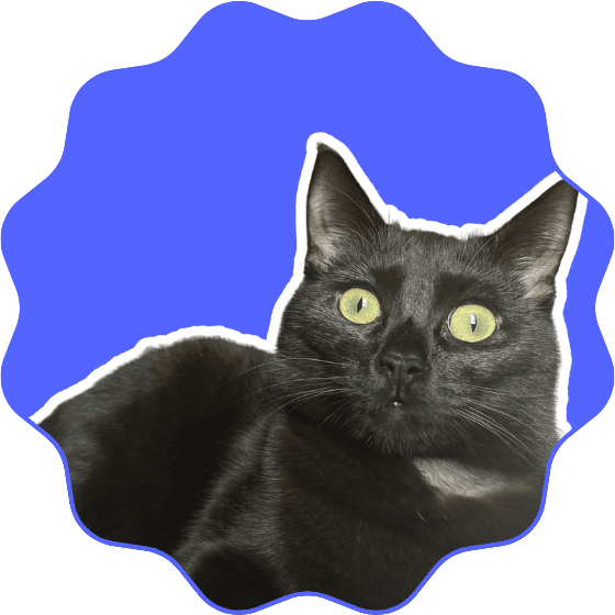 Portrait de Luna, un chat noir